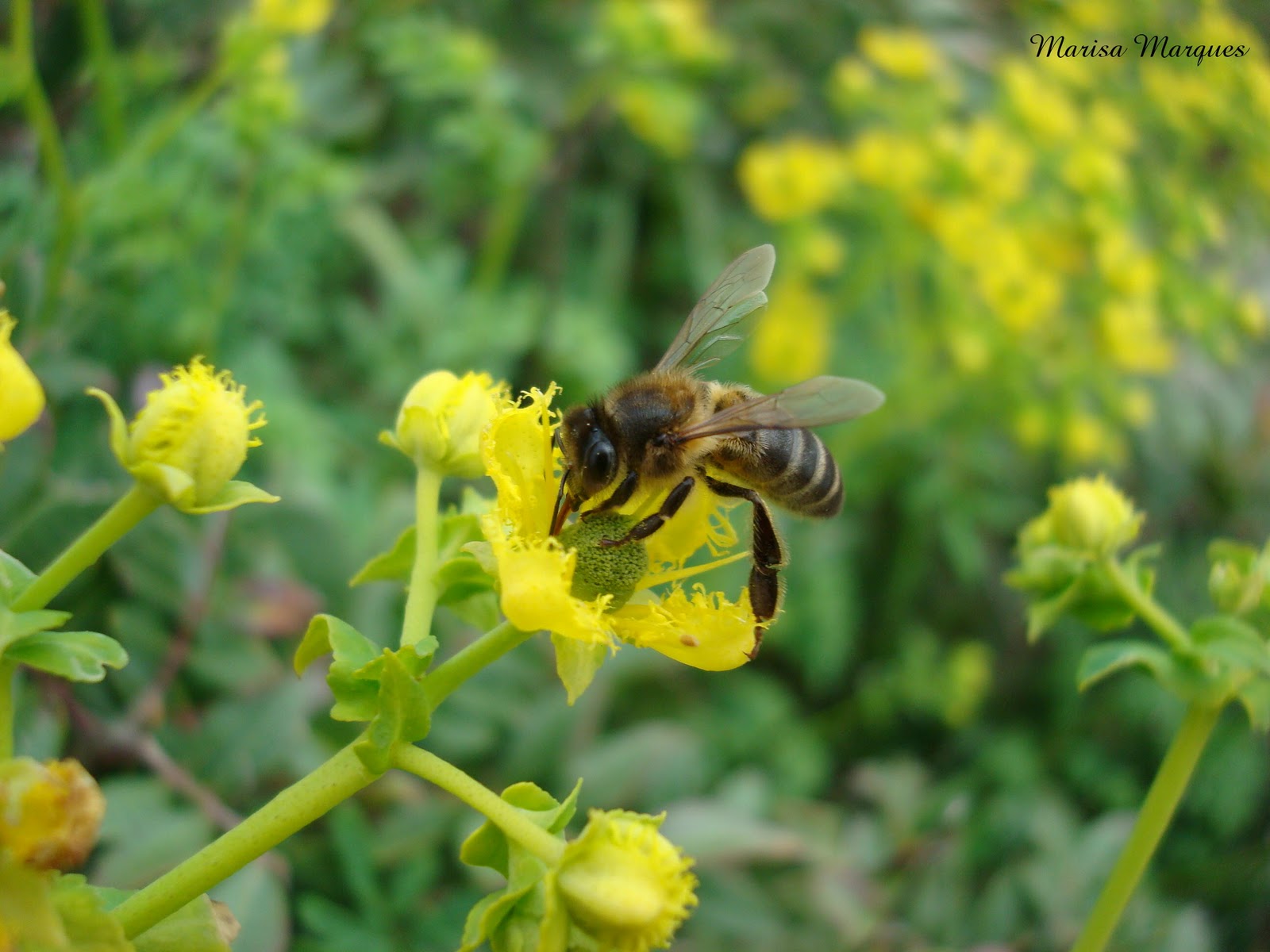 Essence of Nature: Fotografia 1: A Abelha