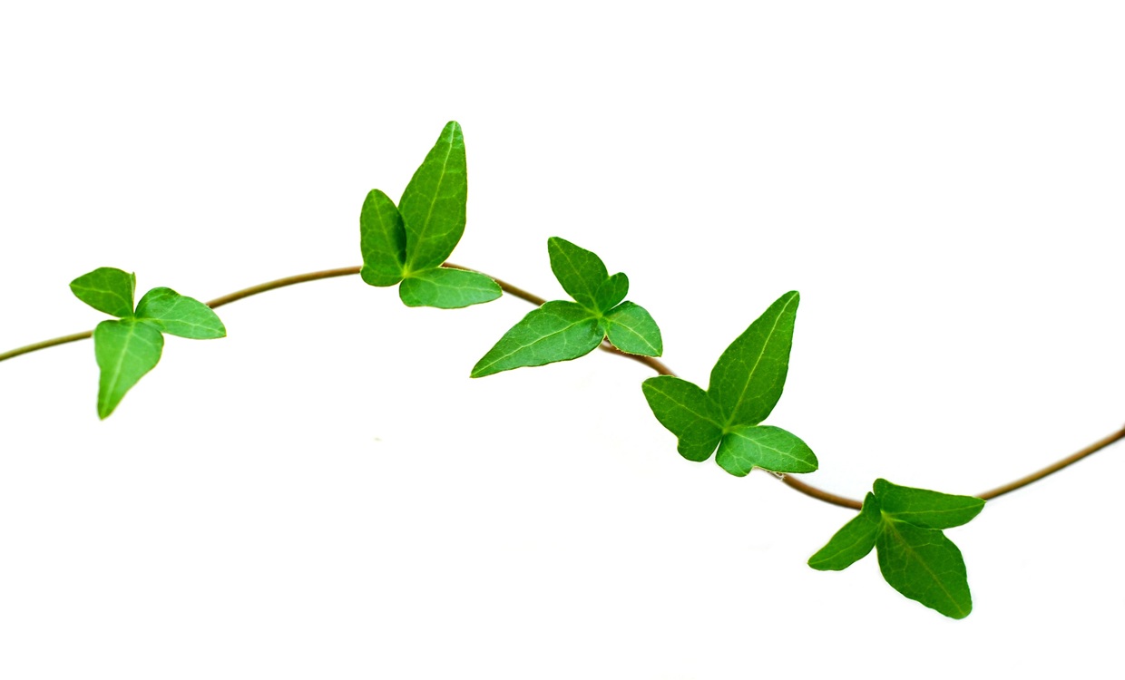 free clip art leaf vines - photo #4