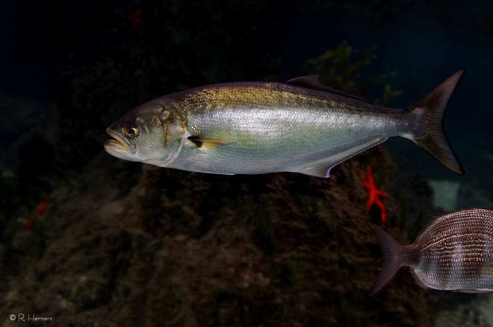 fotosricardoh PECES DEL LITORAL ESPAÑOL III Pomatomidos Spanish sea fish III