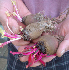 Beets to plant for seed