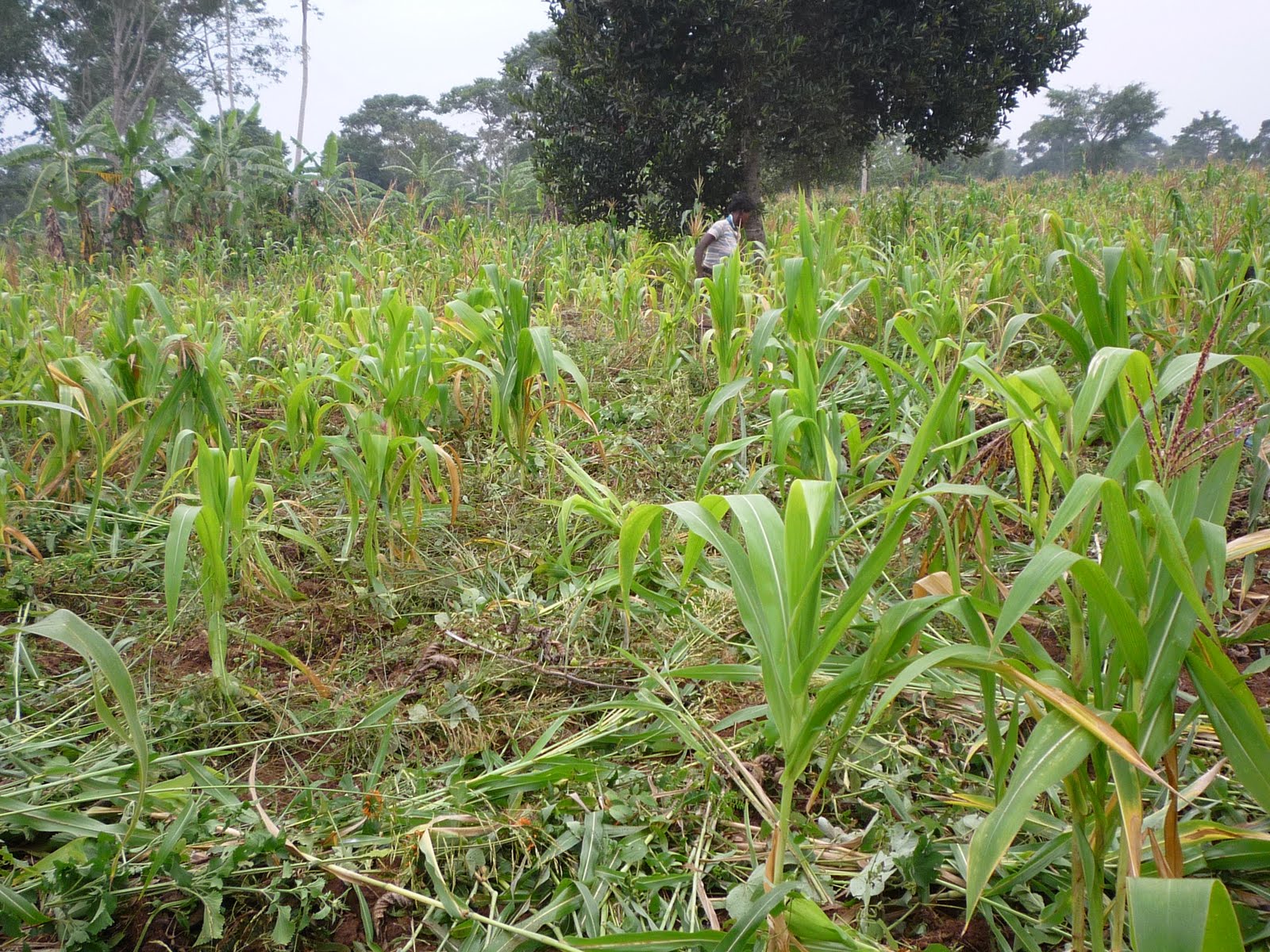 LOVE UGANDA FOUNDATION Maize Plantation (8aches)