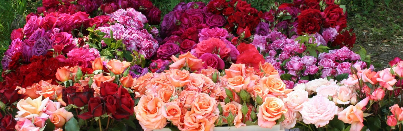 Danaë's Country Roses Photo Gallery