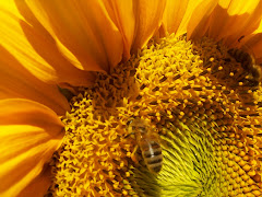 Polen toplayan arılar
