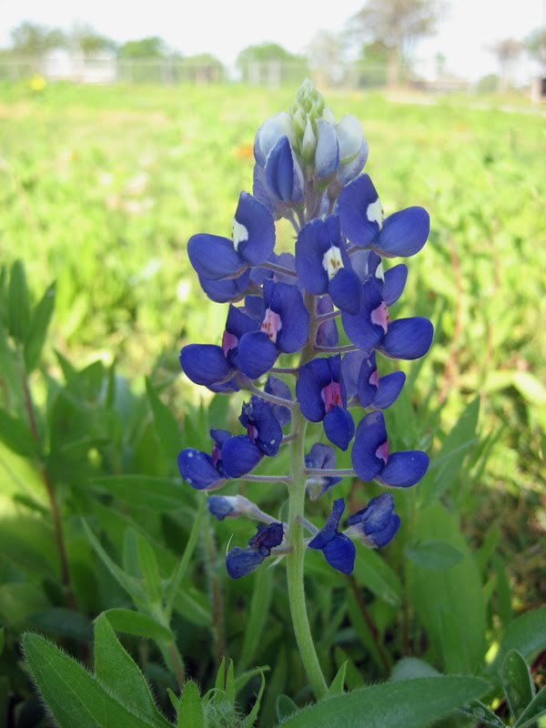 Blue Skies Of Texas >> On Brangus Lane: "Those Texas bluebonnets, how sweetly ... Blue Skies Of Texas >> On Brangus Lane: "Those Texas bluebonnets, how sweetly ...
