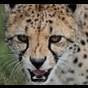 Real Cheetah
