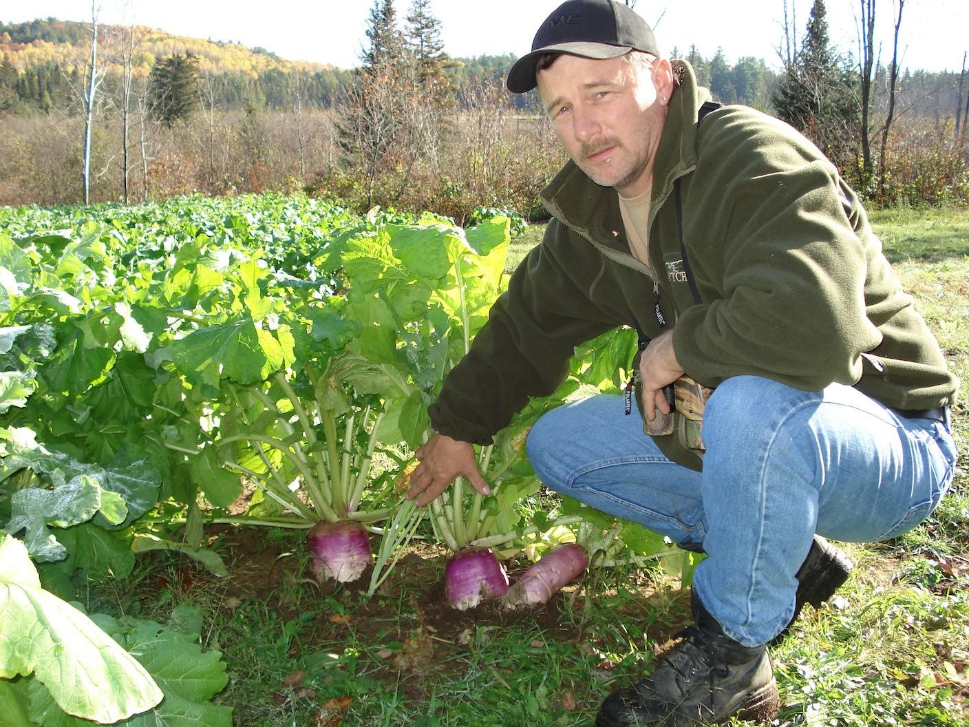 Bear Buck Obsession Turnips, too many turnips