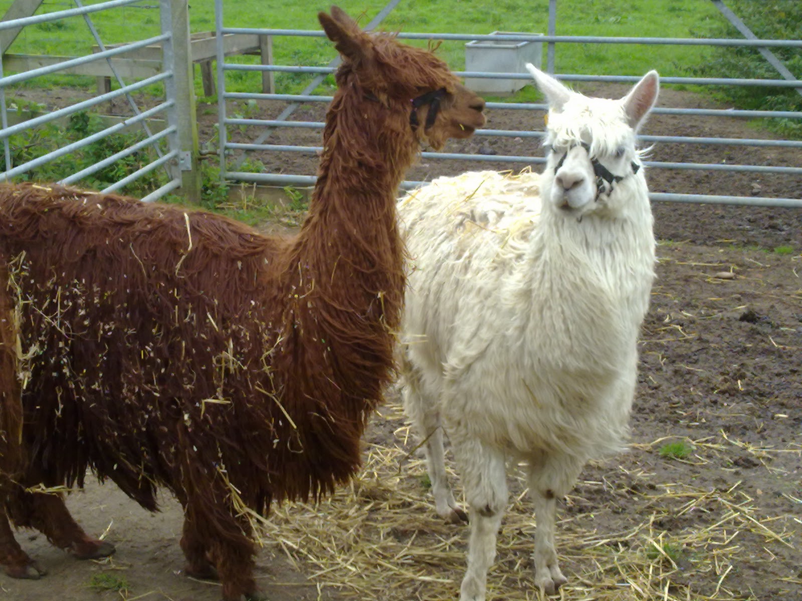 Ladybuglocker's Blog Old, new, chickens and alpacas.....