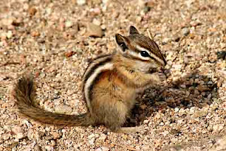 difference between chipmunk and squirrel difference between chipmunk and squirrel