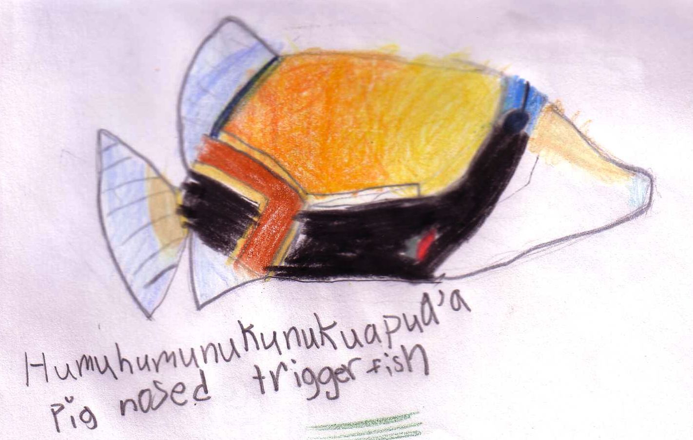 Hum Hum Fish Underwater Nature Study - Eva Varga