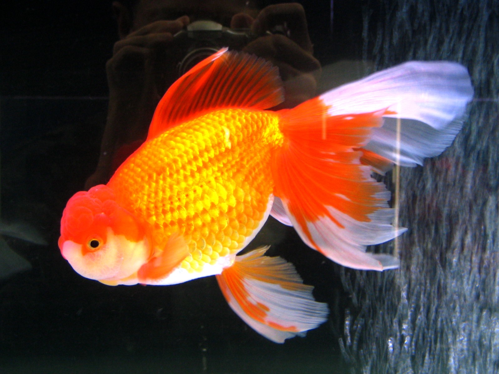 Reading Lovers: GOLDFISH (Secrets and Benefits)