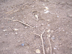 Ecocidio en Cerro Venezuela. Estado Anzoategui