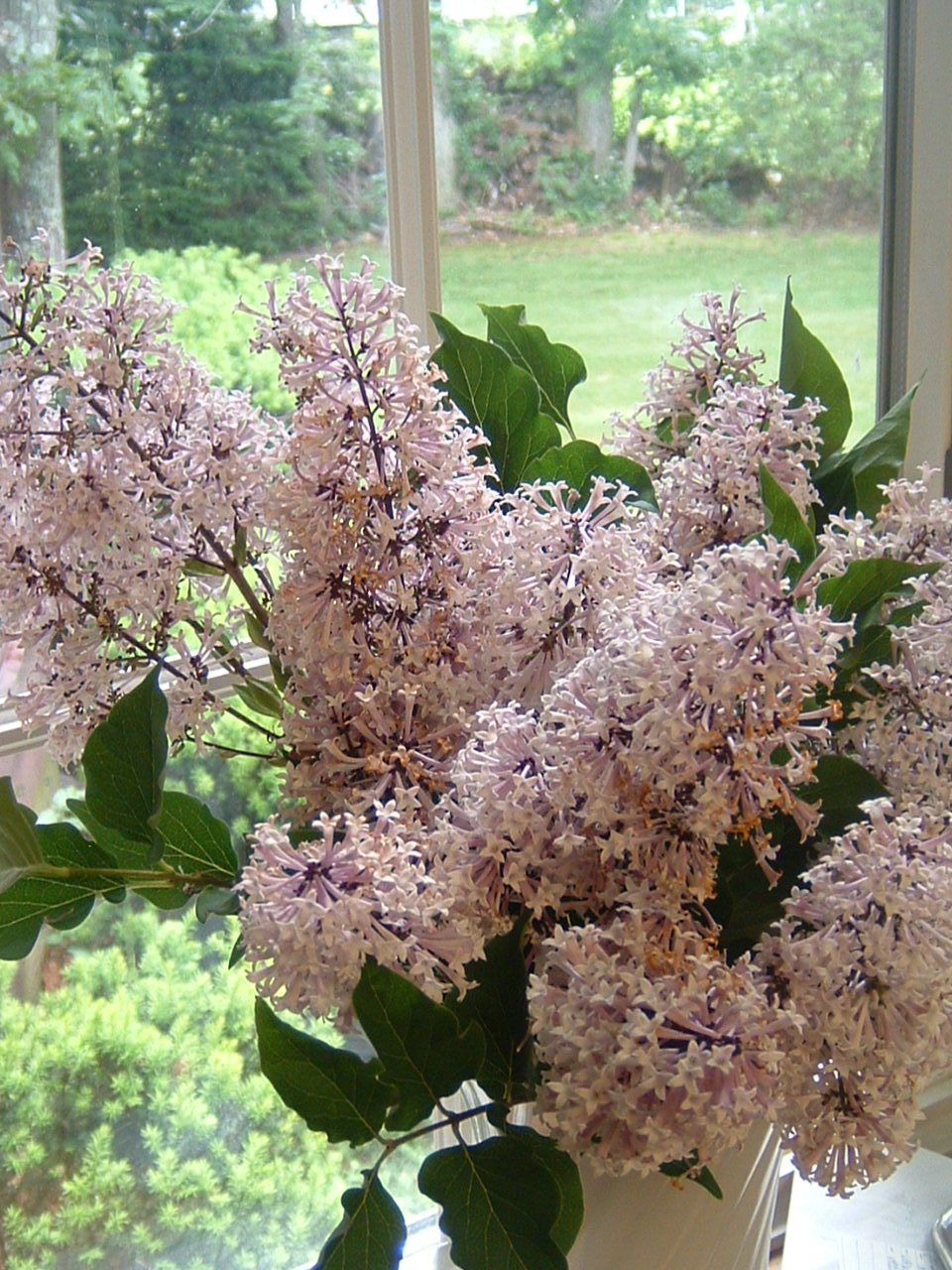 [lilacs+002.JPG]