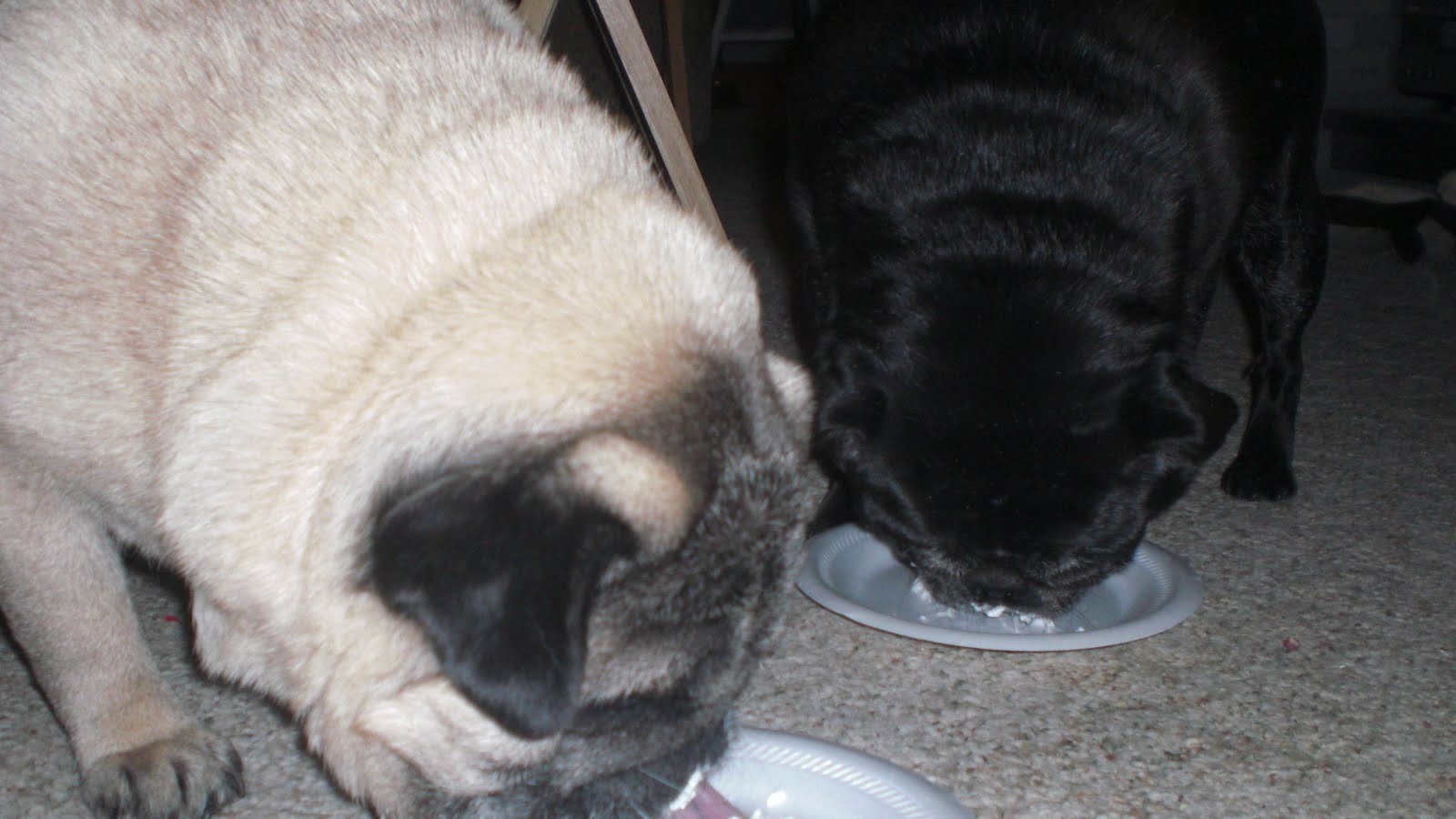 The Pug Posse Whipped Cream Toast to Penny
