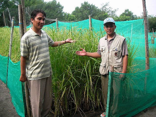 Menanam Padi di Lahan Pasir Distributor Produk Natural