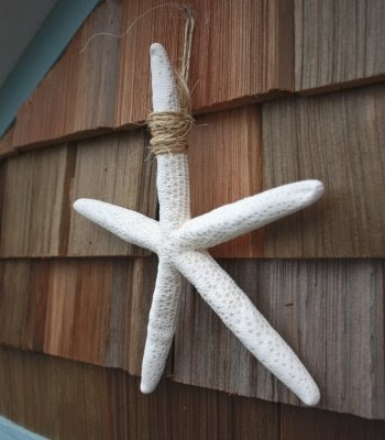 Hanging Starfish