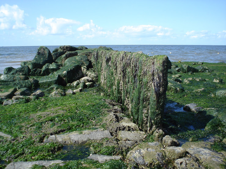 CALLANTSOOG 2007