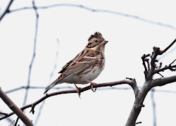 bunting rustic november