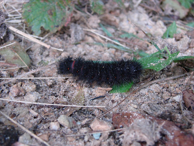 Finding the season's first fuzzy caterpillar. Apples.sweet yummy crispy 