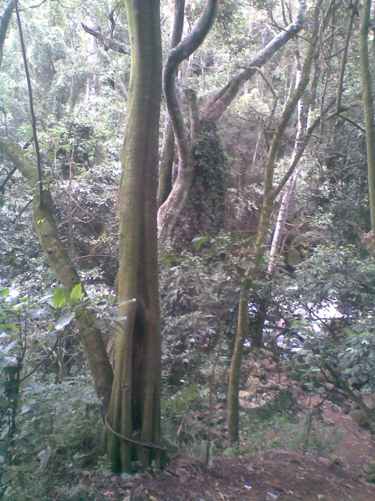 The Kitutu Chache Mail: HERBALISTS POSE THREAT TO ENDANGERED TREE SPECIES