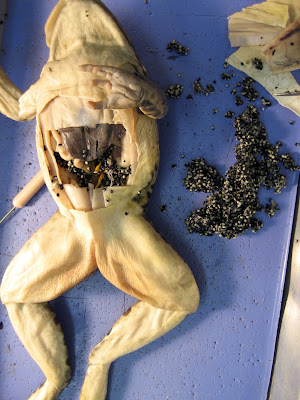 LLA BIOLOGY: Biology I Frog Dissection Pictures