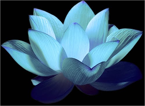 blue-lotus