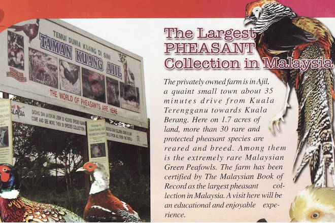 THE LARGEST PHEASANT IN MALAYSIA