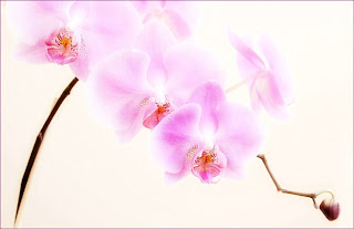 Orchids - beautiful flowers ( photoforu.blogspot.com )