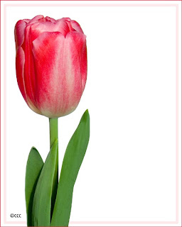 A Single Tulip - beautiful flowers ( photoforu.blogspot.com )