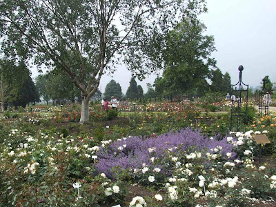 Home Garden Design,Home Garden plans: Rose in Garden