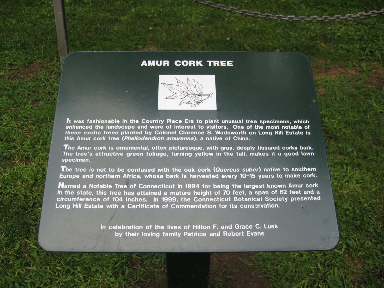 [Amur+Cork+Tree+(2).JPG]