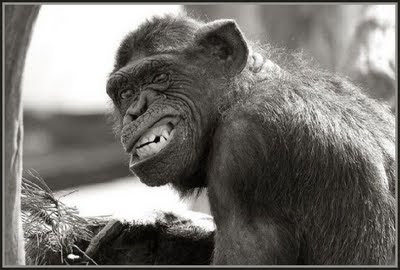 [Imagem: macaco+bravo.jpg]