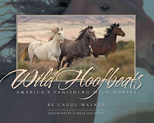 Buy Wild Hoofbeats