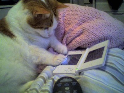 10-1-08-cat-playing-ds.jpg