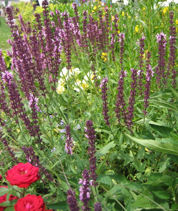 neuer Gartentraum Hohe Stauden