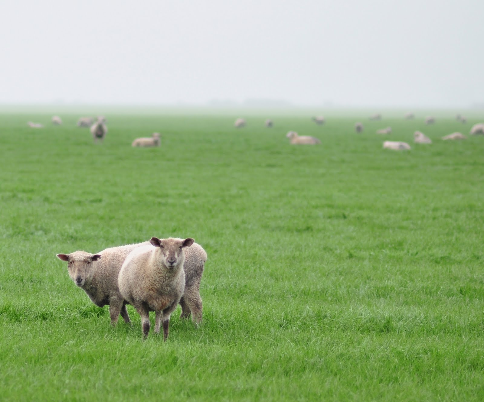 [sheep+foggy.jpg]