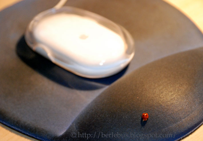 [coccinelle.jpg]