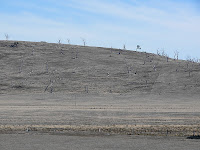 Dead trees south of Oatlands - 19th February 2008