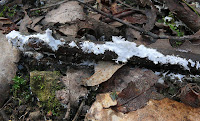 Probably a slime mould, Mountain River Trail, Wellington Range, Tasmania - 17 May 2007