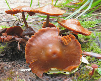 Fungi, Mountain River Trail, Wellington Range, Tasmania - 17 May 2007