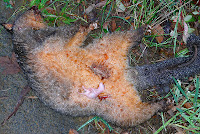 Roadkill brushtail possum, with baby