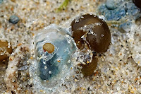 Baby bluebottles, South Cape Bay - 3rd April 2010