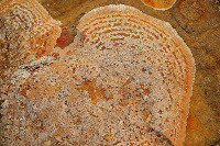 Lichen on dolerite, Hartz Mountains - 5th April 2010