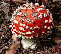 Amanita muscaria (Fly Agaric), Pipeline Track, Mt Wellington - 3rd May 2008
