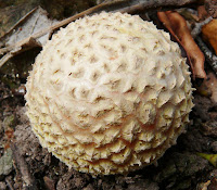 Amanita muscaria (Fly Agaric), Pipeline Track, Mt Wellington - 3rd May 2008