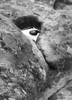 Rockpool on Sphinx Rock (Triassic sandstone), Mt Wellington - 24th May 2008