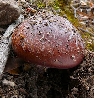 Fungi, Mt Wellington, Tasmania - 24th May 2008