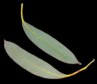 Tasmanian Snow Gum leaves, Eucalyptus coccifera