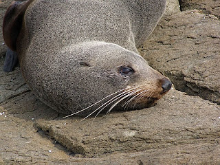 Fur Seal, Crescent Bay - 25th October 2008
