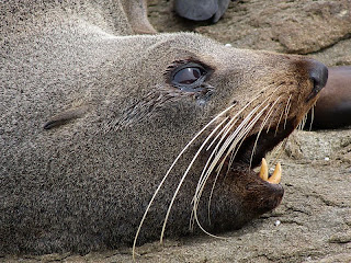 Fur Seal, Crescent Bay - 25th October 2008