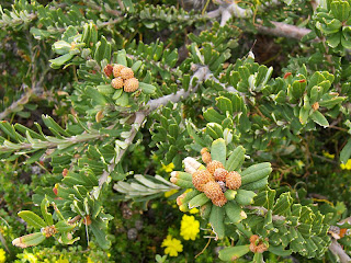 Banksia marginata, Cresecent Bay Track - 25th October 2008